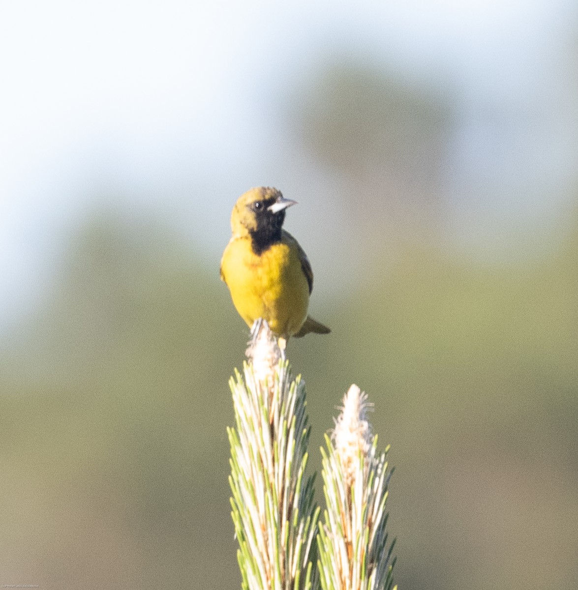 Orchard Oriole - ML568378051