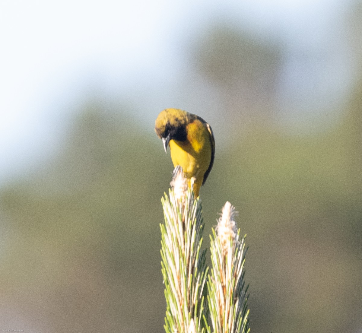 Orchard Oriole - ML568378081
