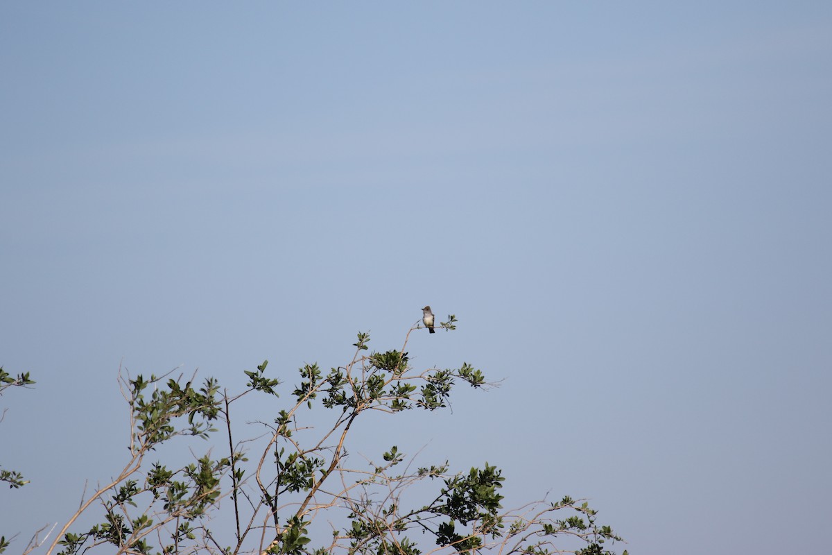 Ash-throated Flycatcher - ML568378221