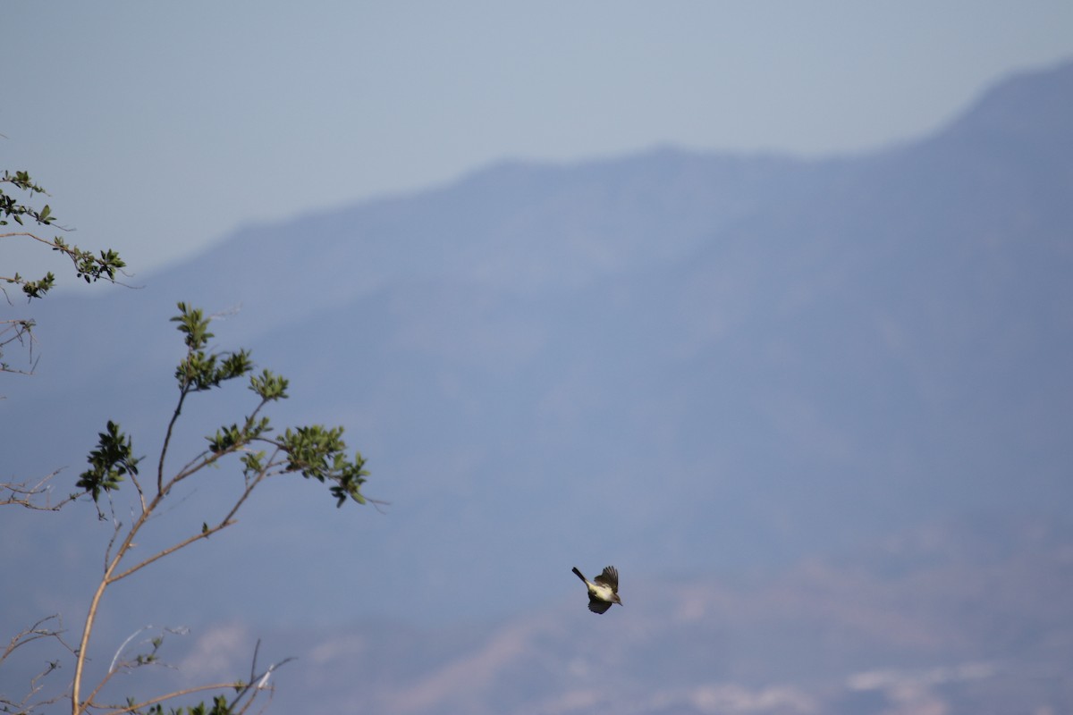 Ash-throated Flycatcher - Riley Daniels