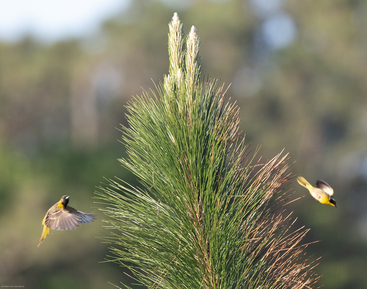 Common Yellowthroat - ML568378361