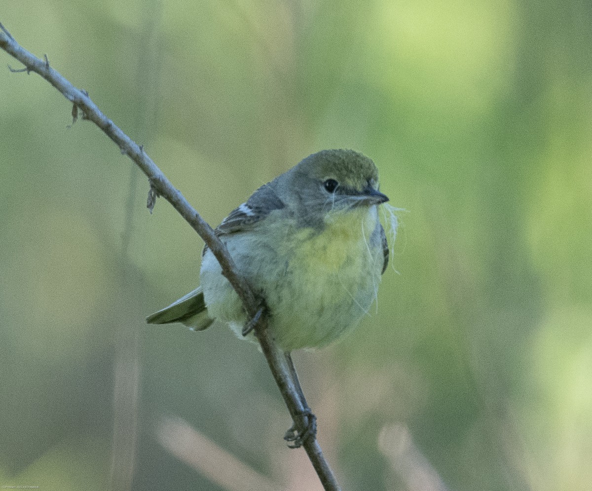Pine Warbler - ML568378561