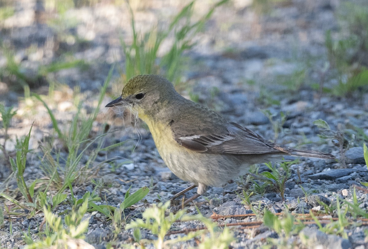 Pine Warbler - ML568378581