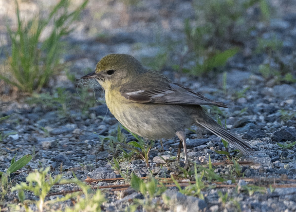 Pine Warbler - ML568378591