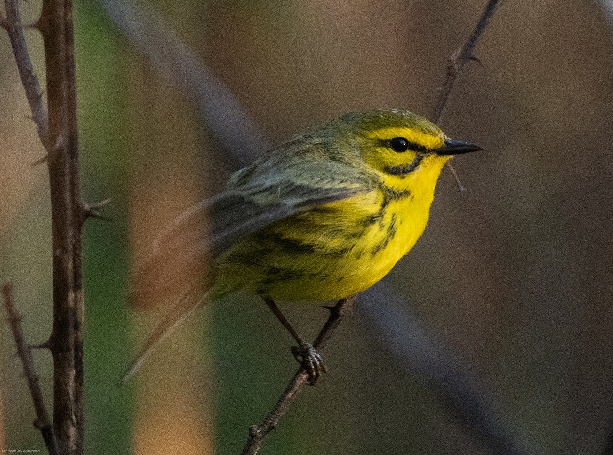 Prairie Warbler - ML568378991