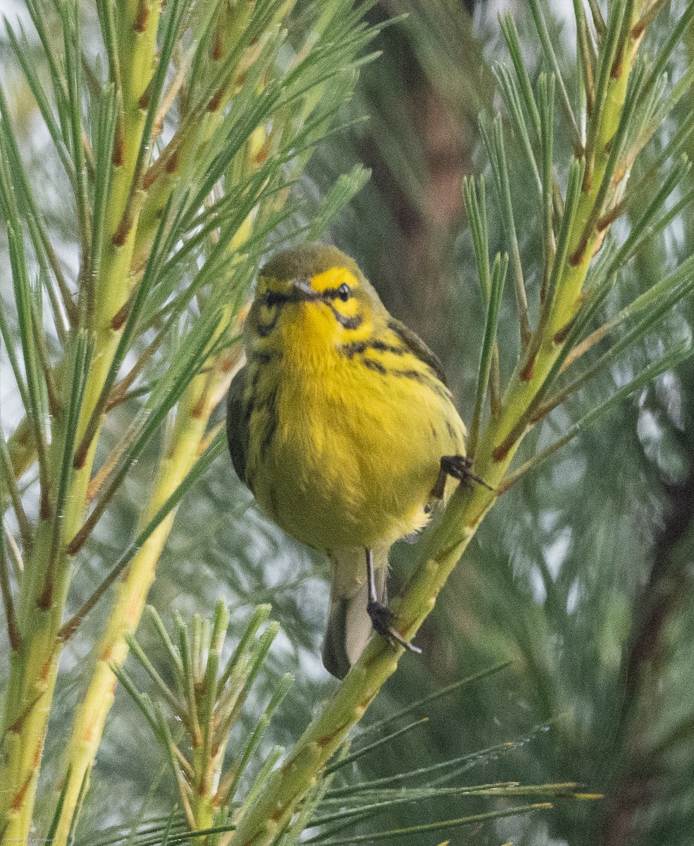 Prairie Warbler - ML568379001