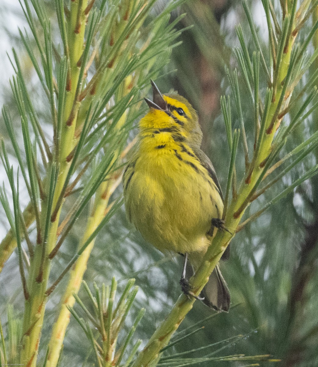Prairie Warbler - ML568379011