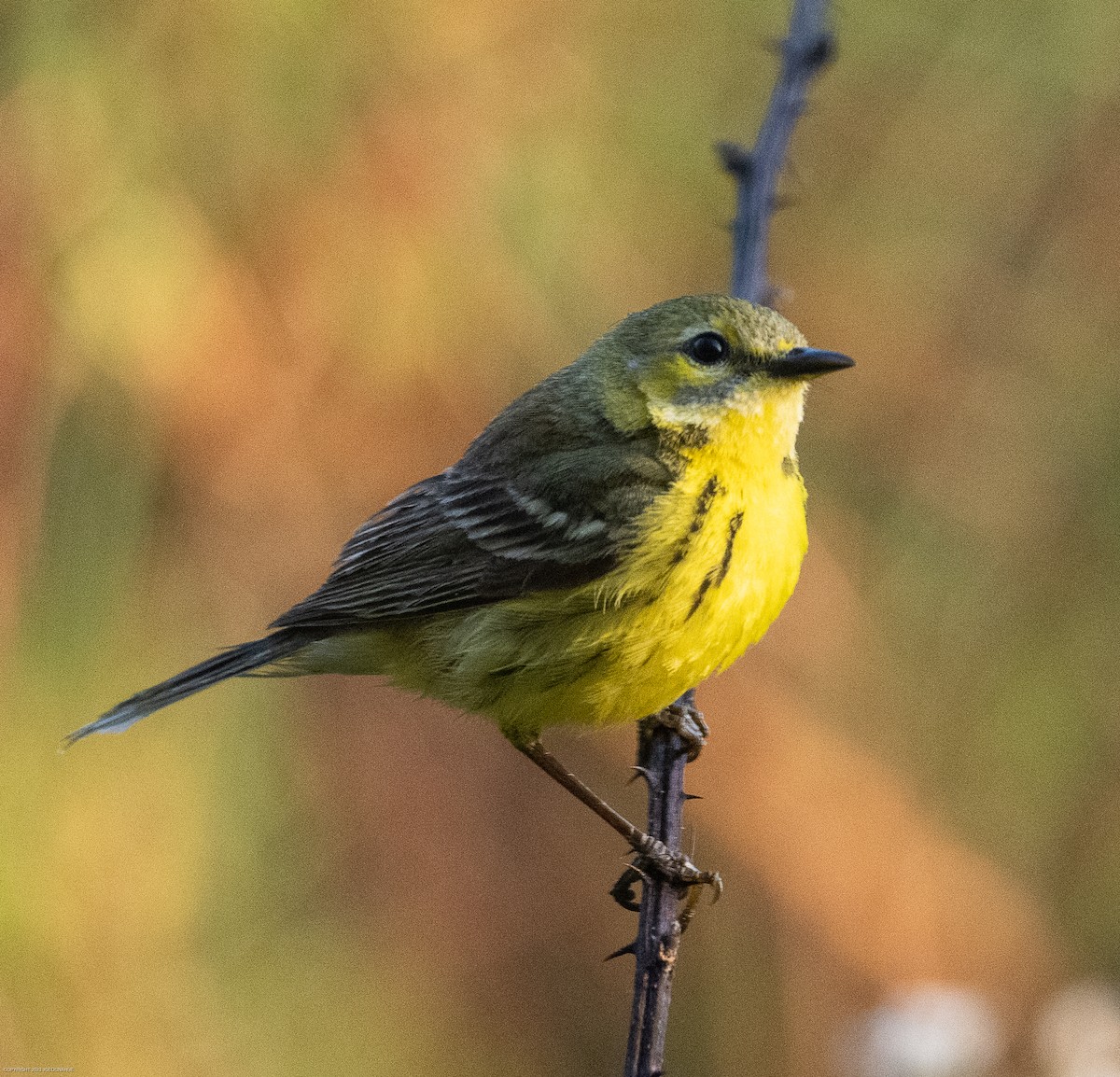 Prairie Warbler - ML568379081