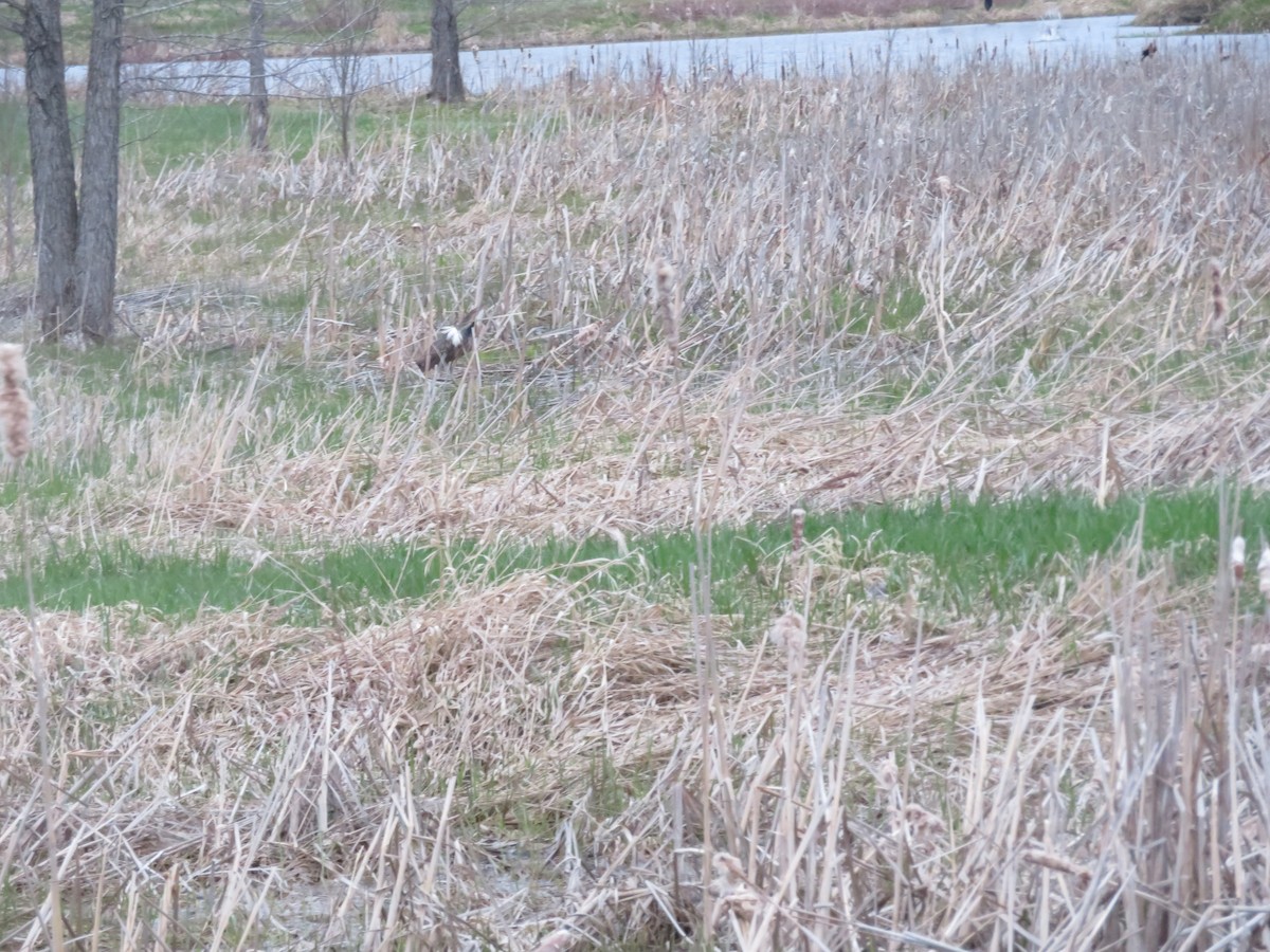 American Bittern - ML56837921