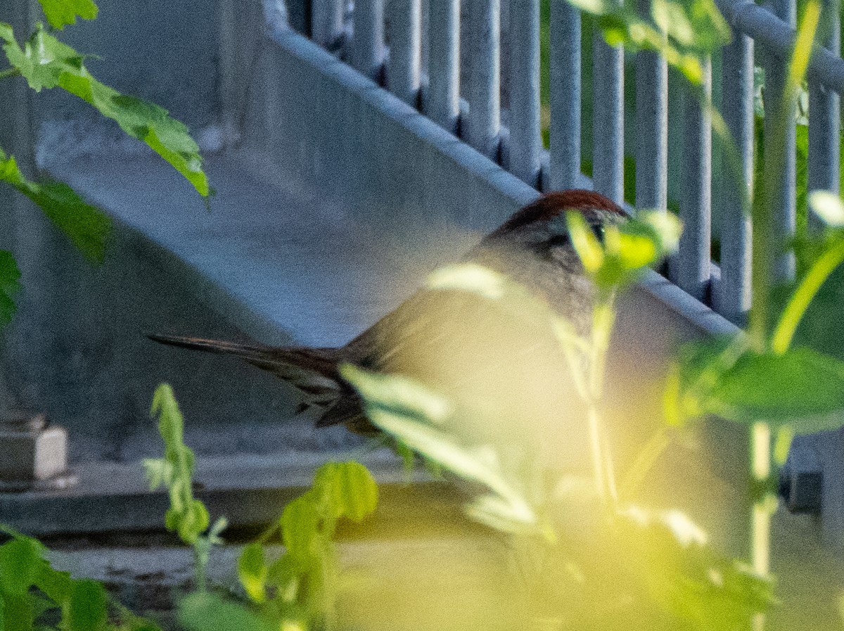 Chipping Sparrow - ML568379921