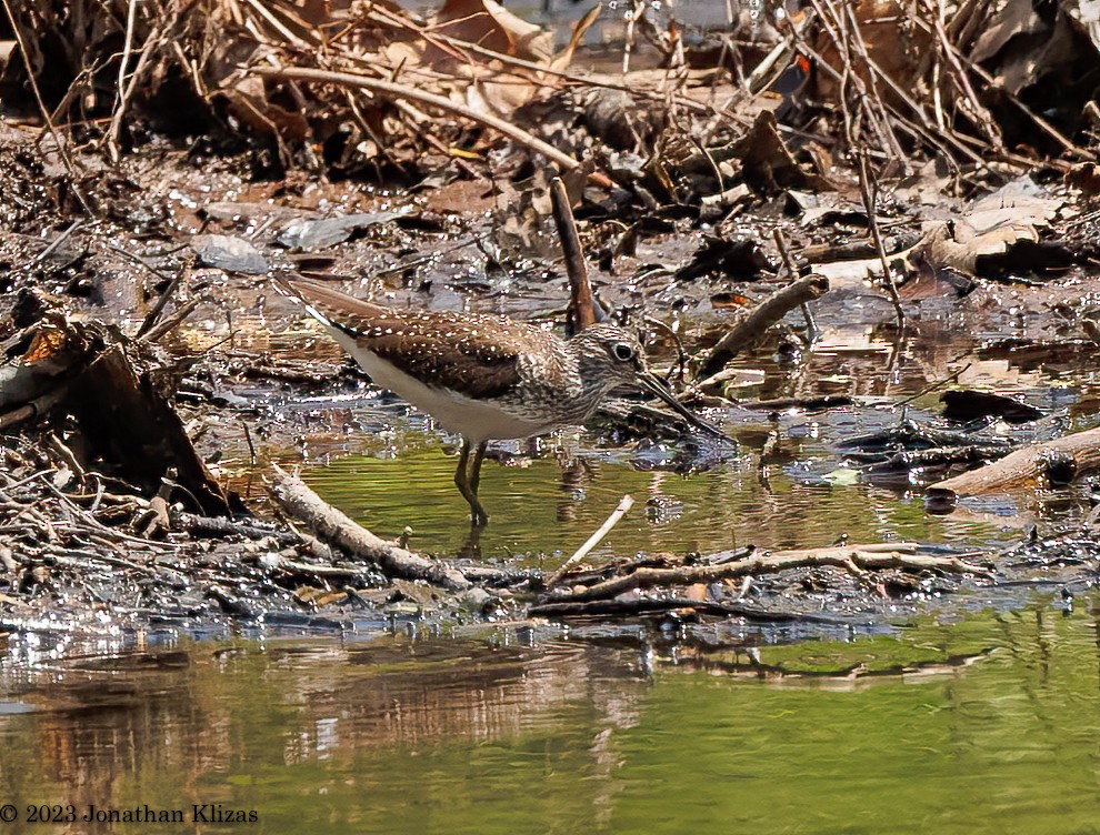 Kuliska bakartia - ML568381721