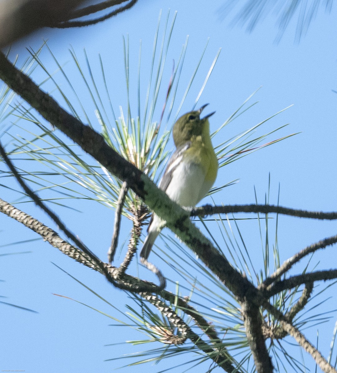 Yellow-throated Vireo - ML568382381