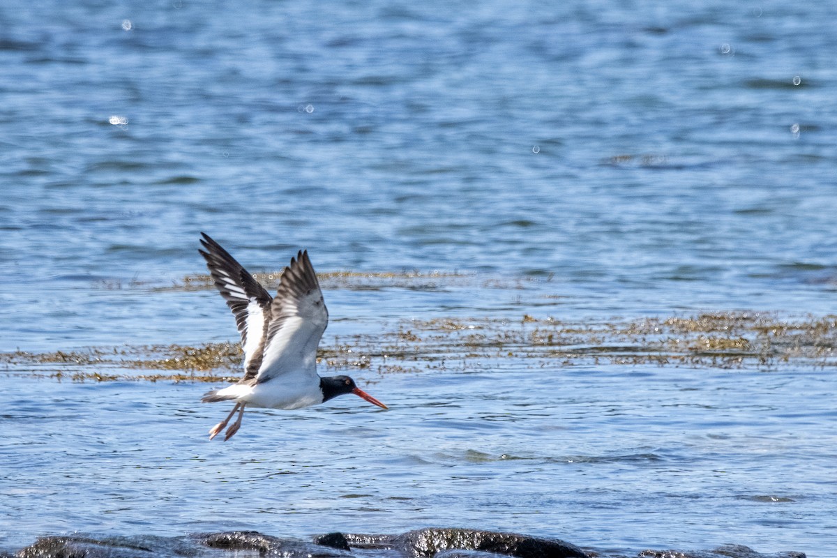 American Oystercatcher - ML568382501