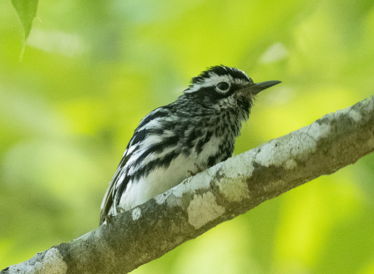 Black-and-white Warbler - ML568382681