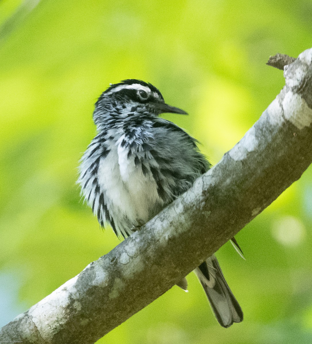 Black-and-white Warbler - ML568382691