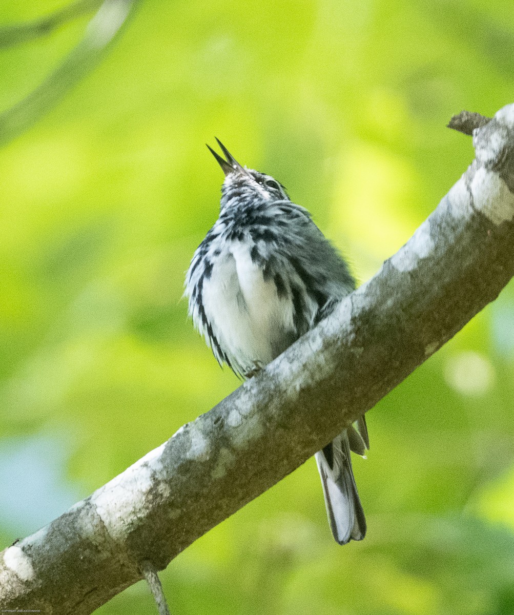 Black-and-white Warbler - ML568382701