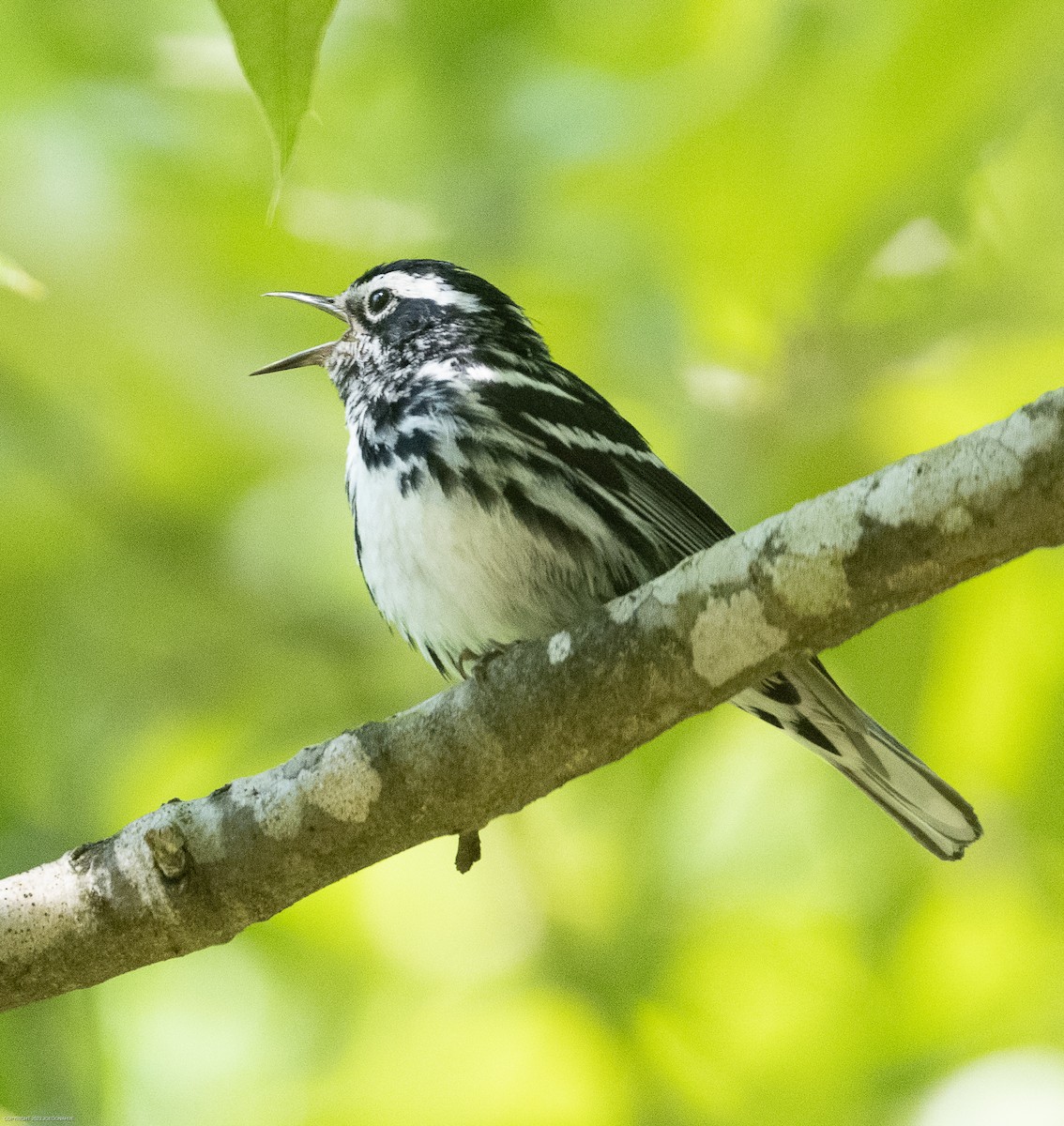Black-and-white Warbler - ML568382721