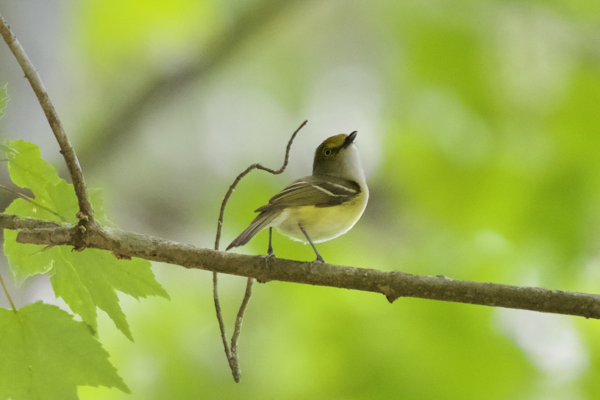 Vireo Ojiblanco - ML568382791