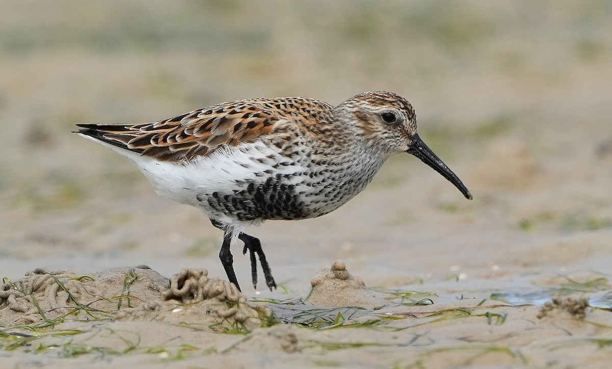 Dunlin (schinzii) - Guillermo Rodríguez