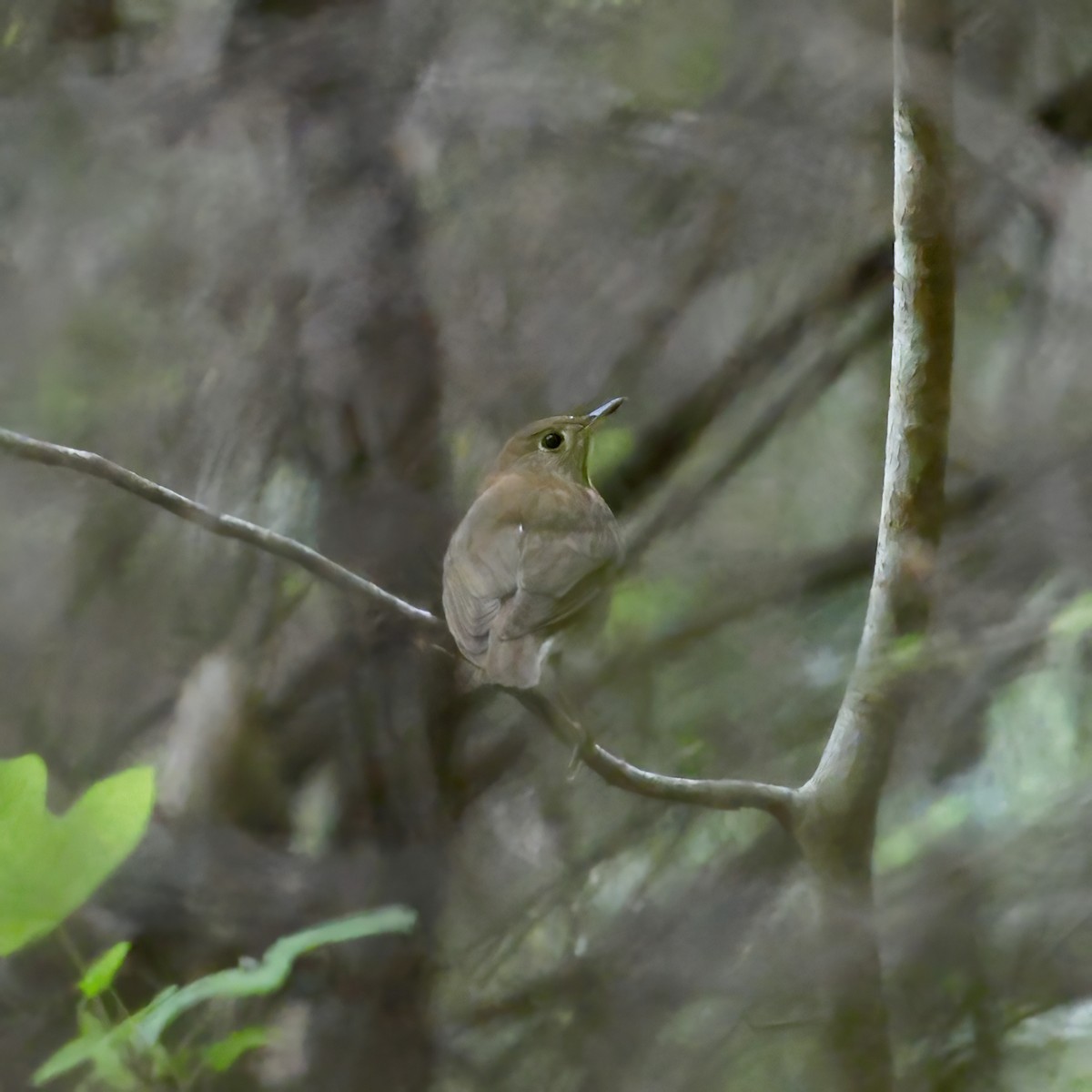 Veery - Adam Dudley