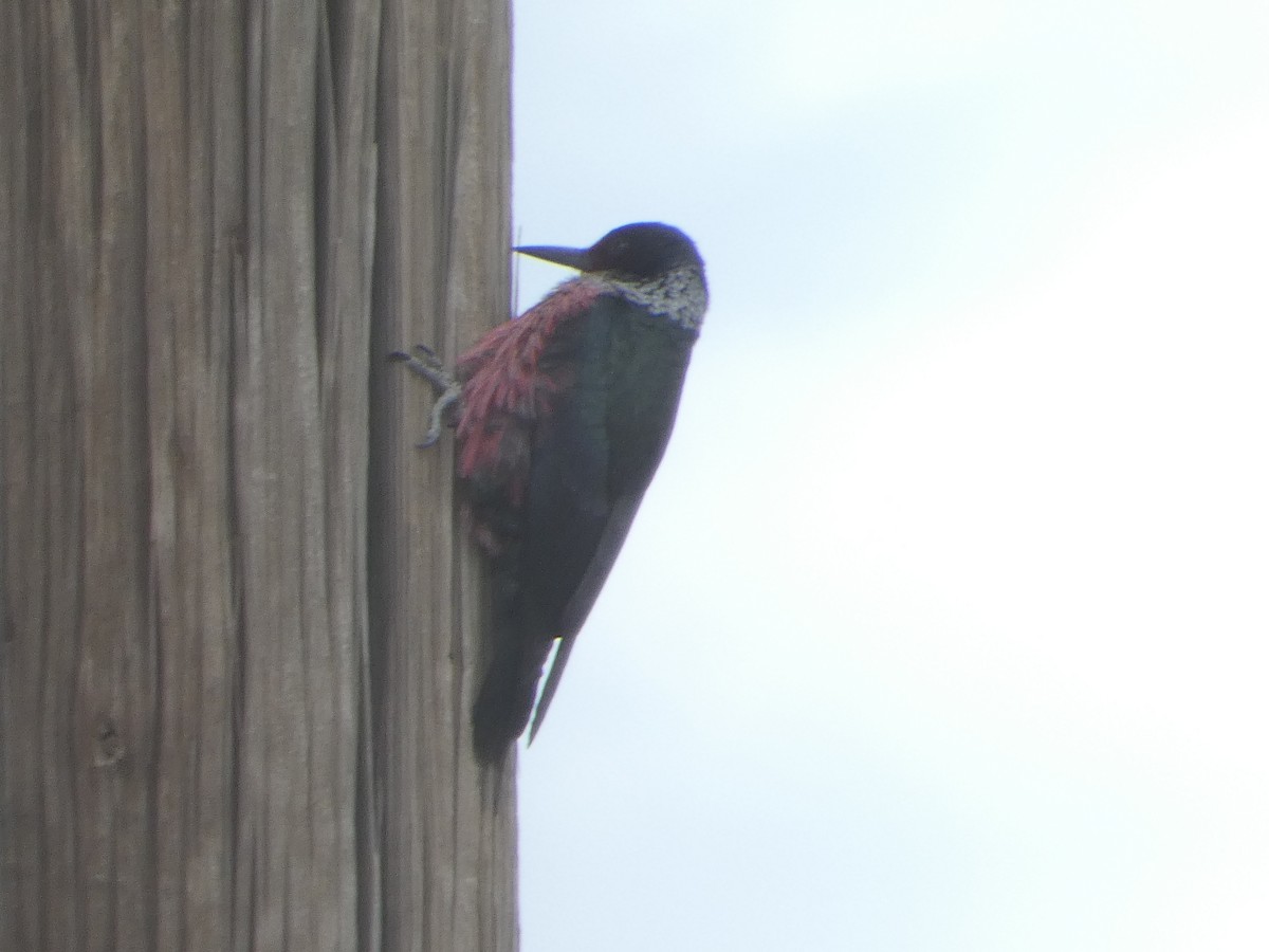 Lewis's Woodpecker - ML568385411