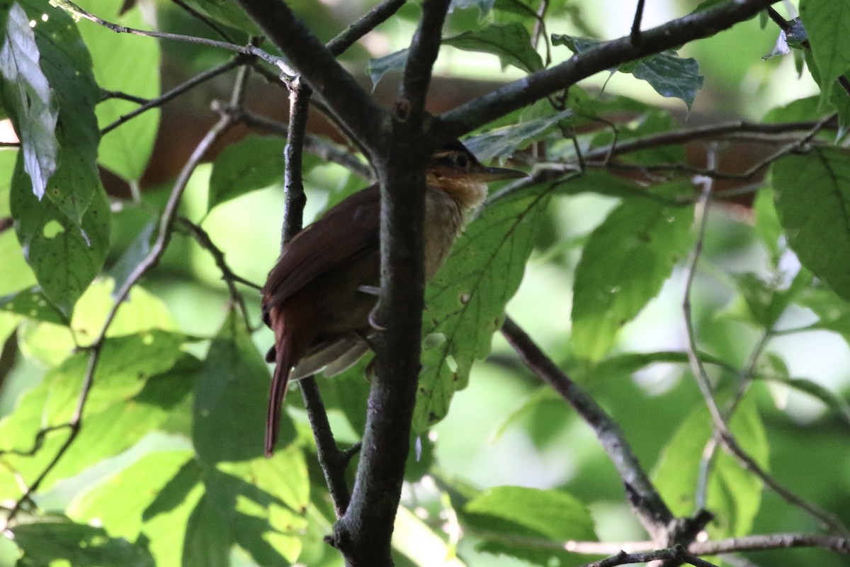 Fawn-throated Foliage-gleaner - Roger Woodruff