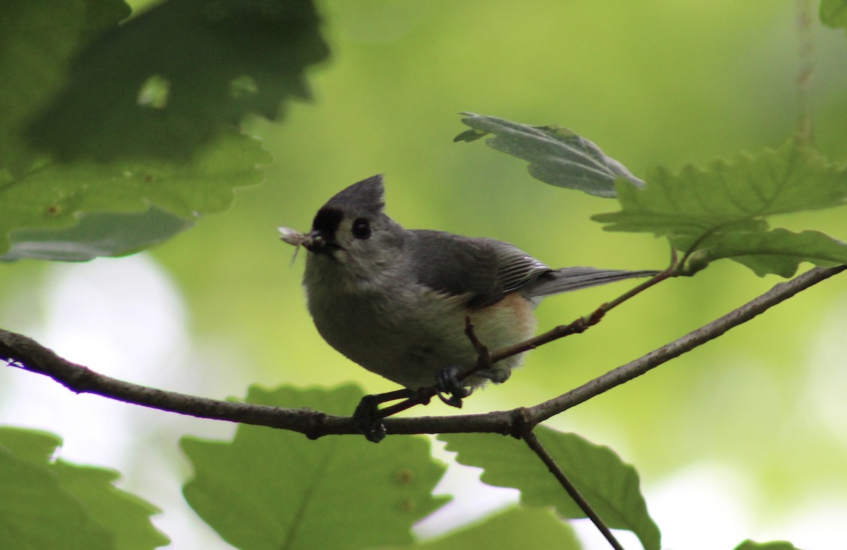 Tufted Titmouse - ML568386221