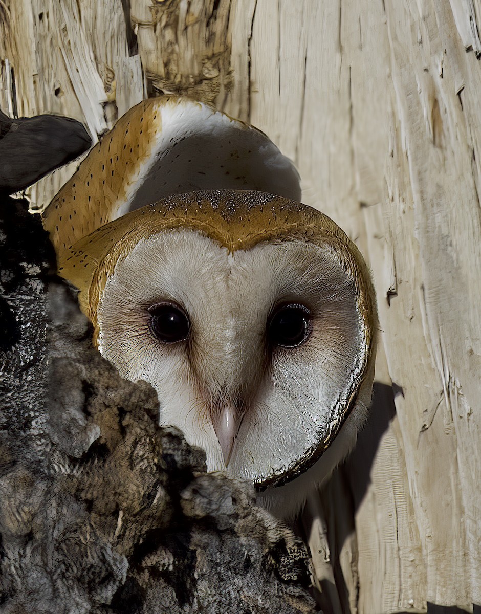 American Barn Owl - Carol Hippenmeyer