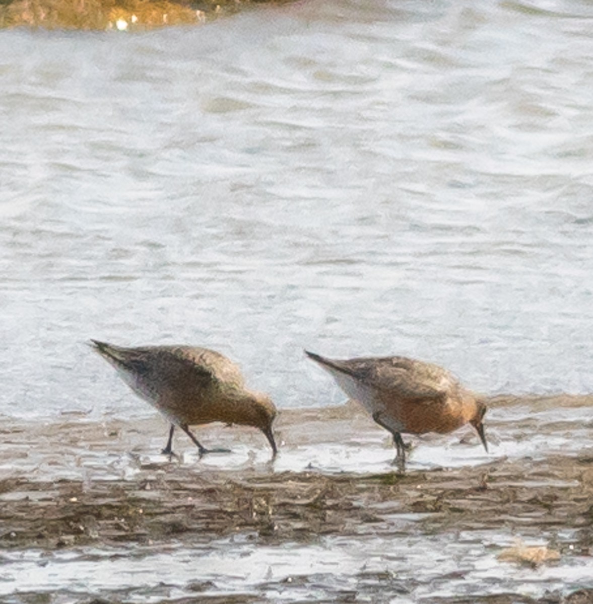 Red Knot - ML568389091