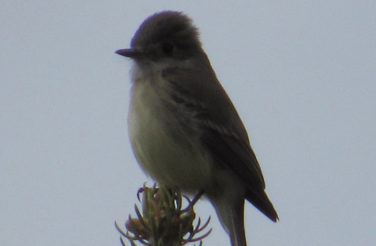 Dusky Flycatcher - Al Garner