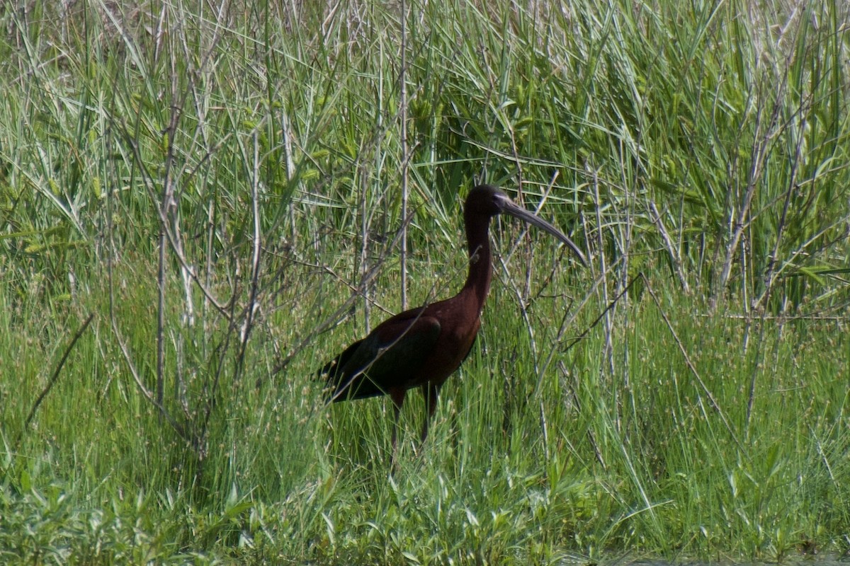 White-faced Ibis - ML568390571