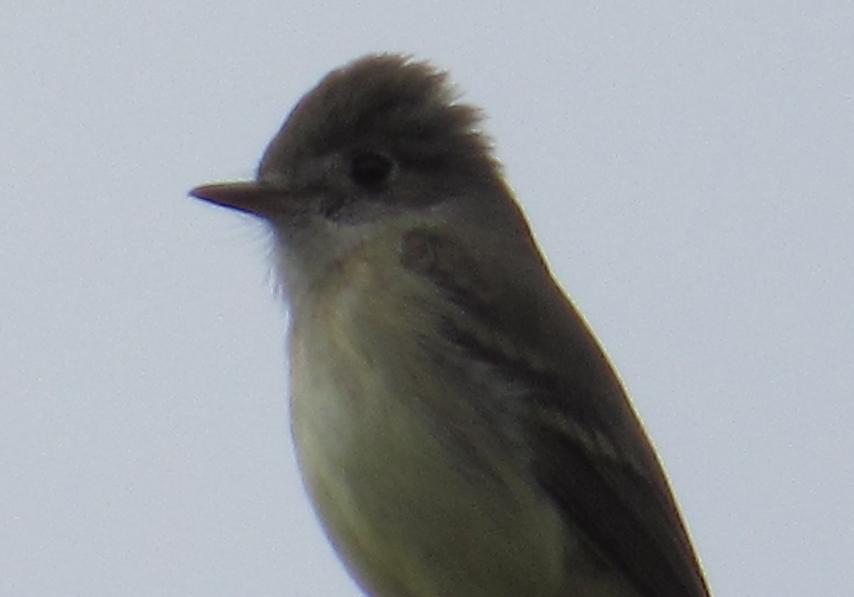 Dusky Flycatcher - Al Garner