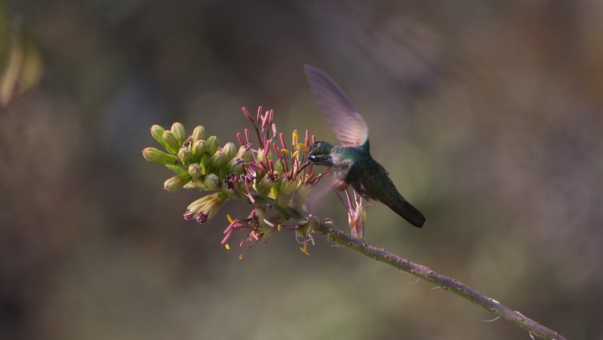 Rivoli's Hummingbird - Micah Riegner