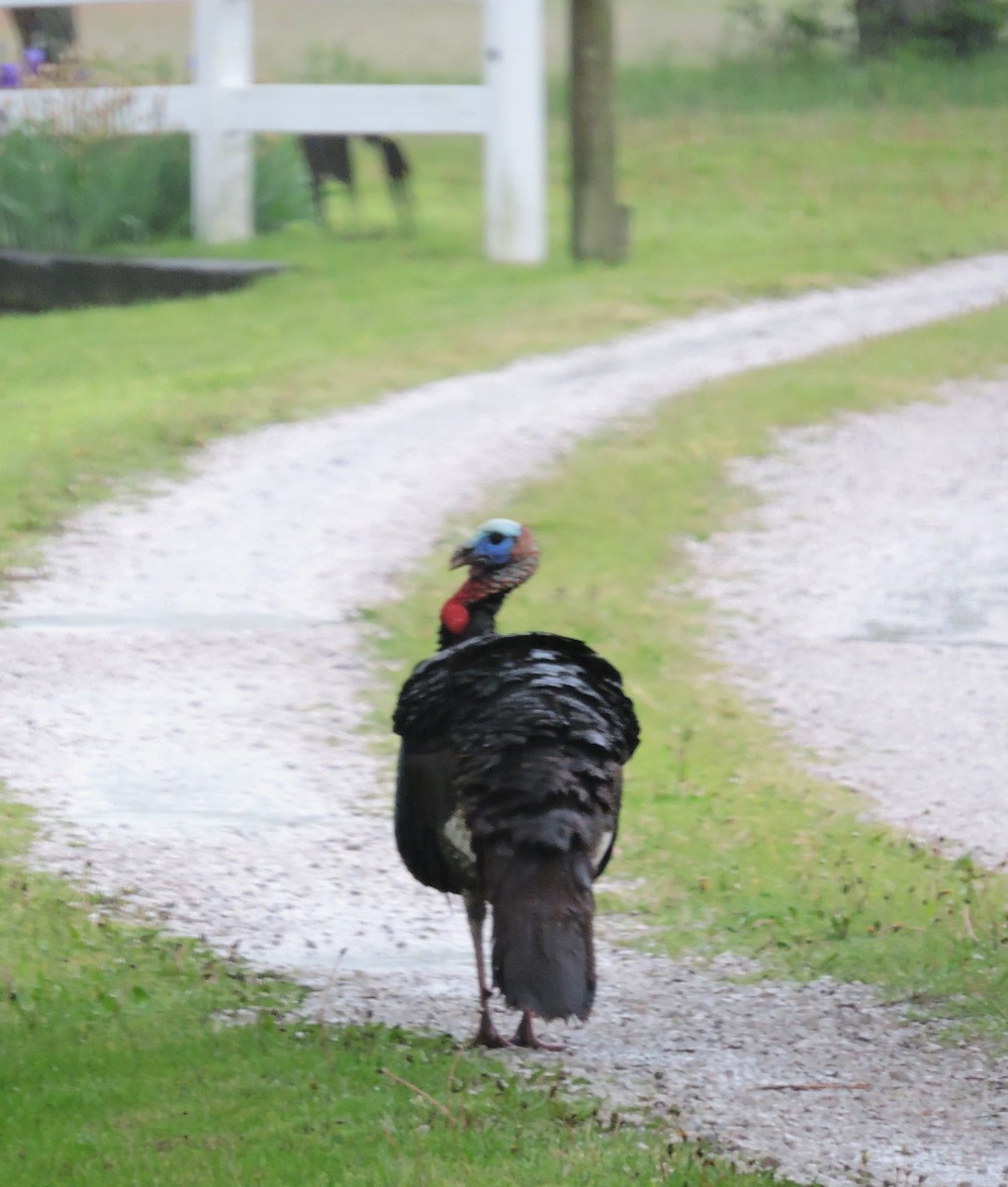 Wild Turkey - ML56839361