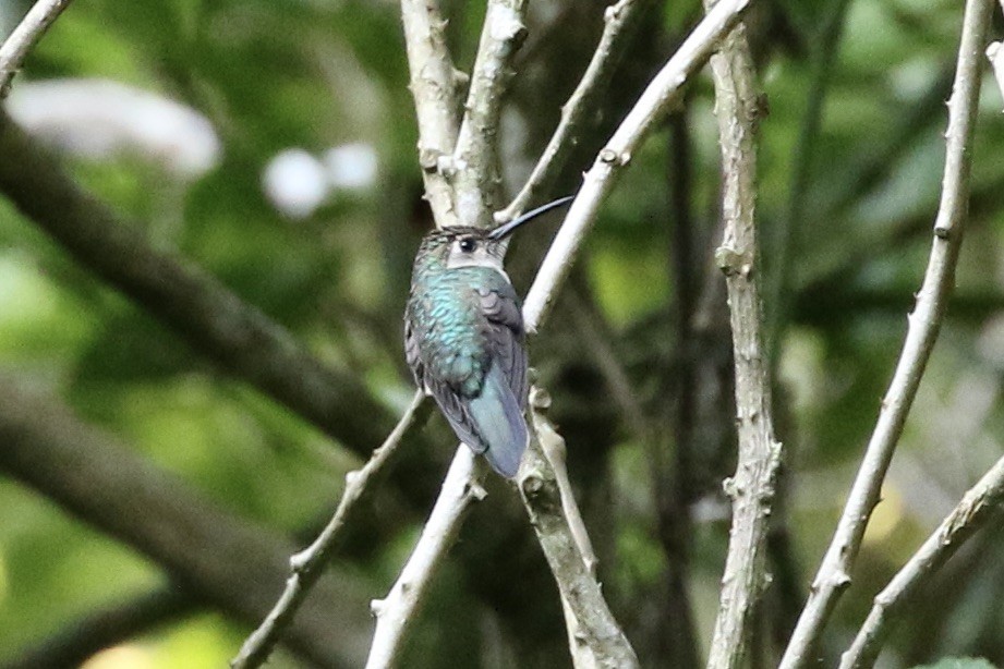 Wedge-tailed Sabrewing - ML568394411