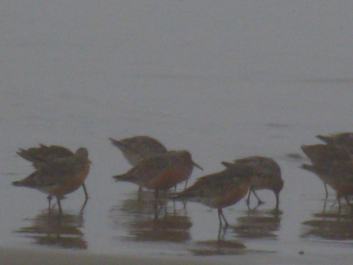 Red Knot - ML56839461