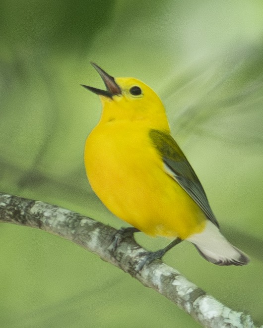 Prothonotary Warbler - Gary Hofing