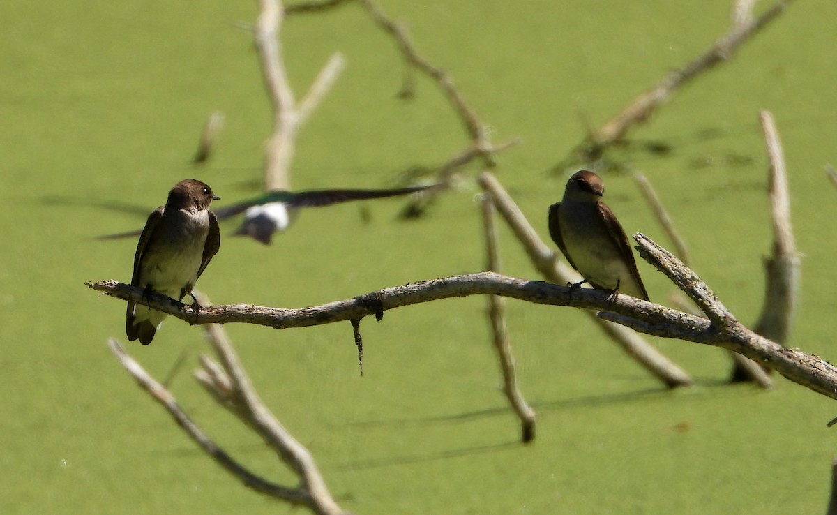 Northern Rough-winged Swallow - Mary Tannehill