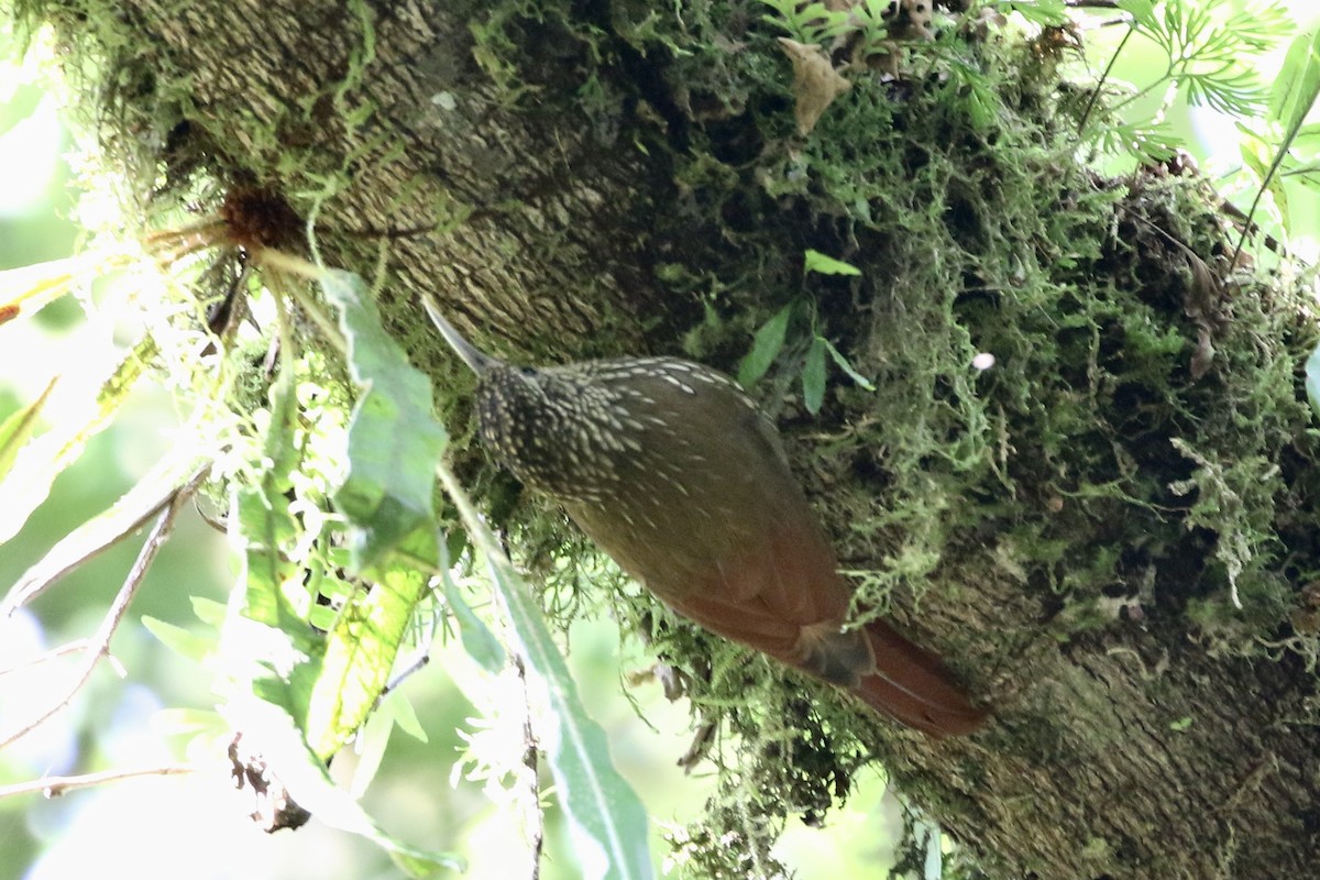 Ivory-billed Woodcreeper - ML568395001