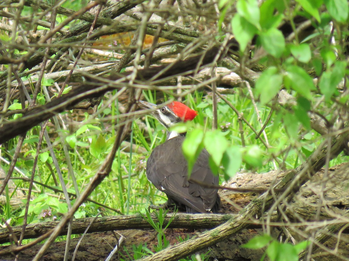 Pileated Woodpecker - ML568395901