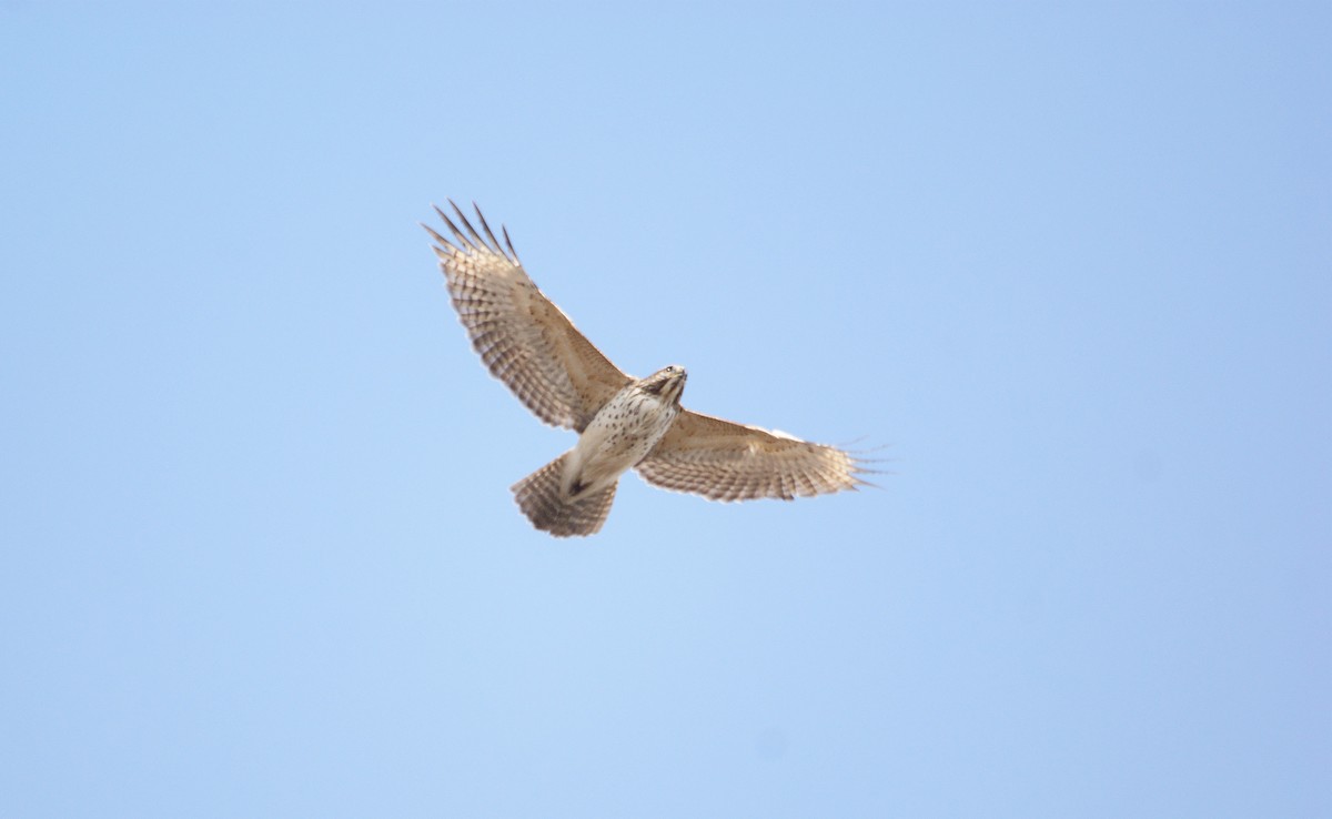 Red-shouldered Hawk - ML56839681