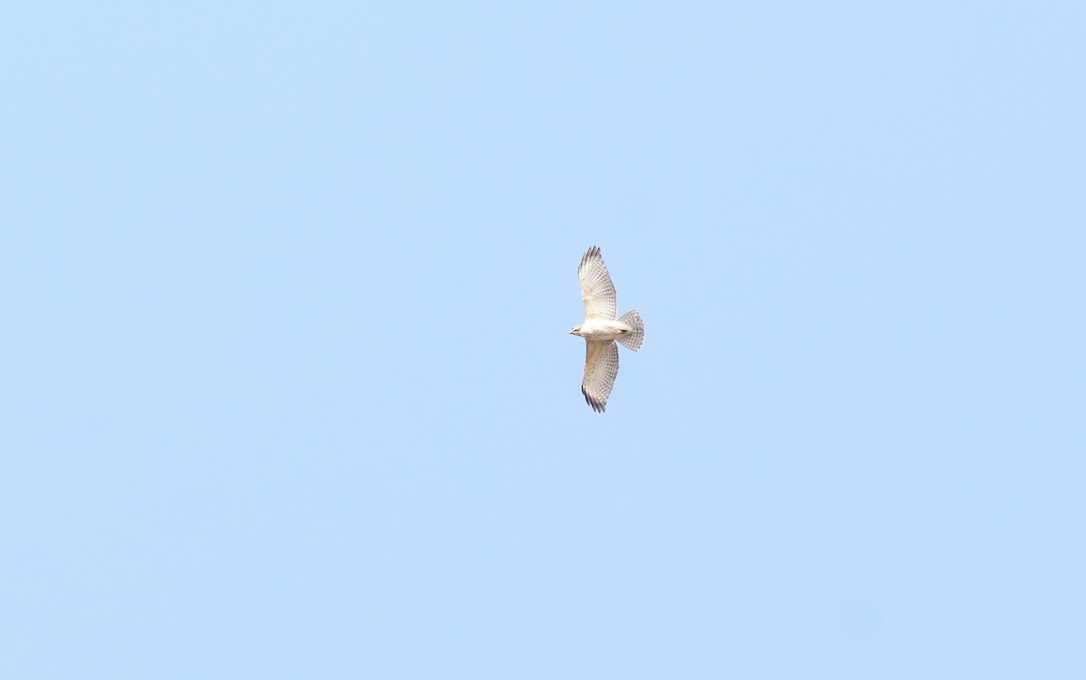 Red-shouldered Hawk - ML56839701