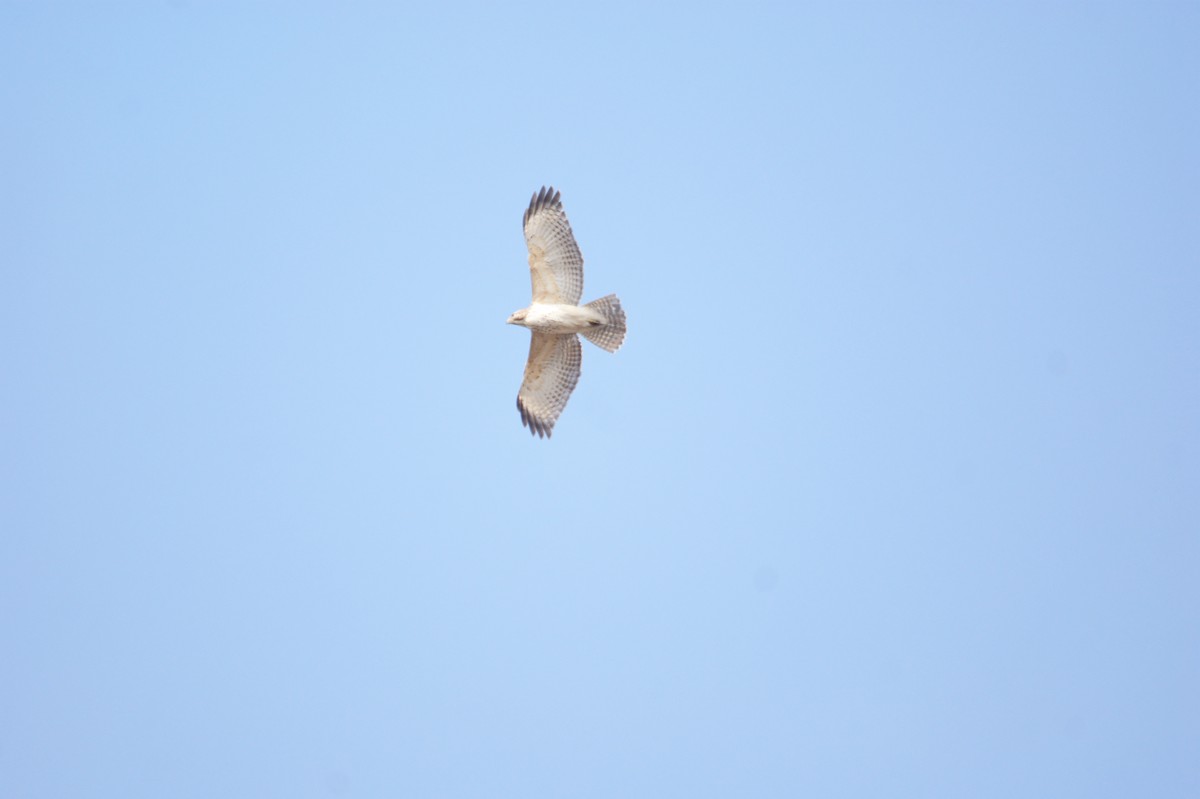 Red-shouldered Hawk - ML56839711