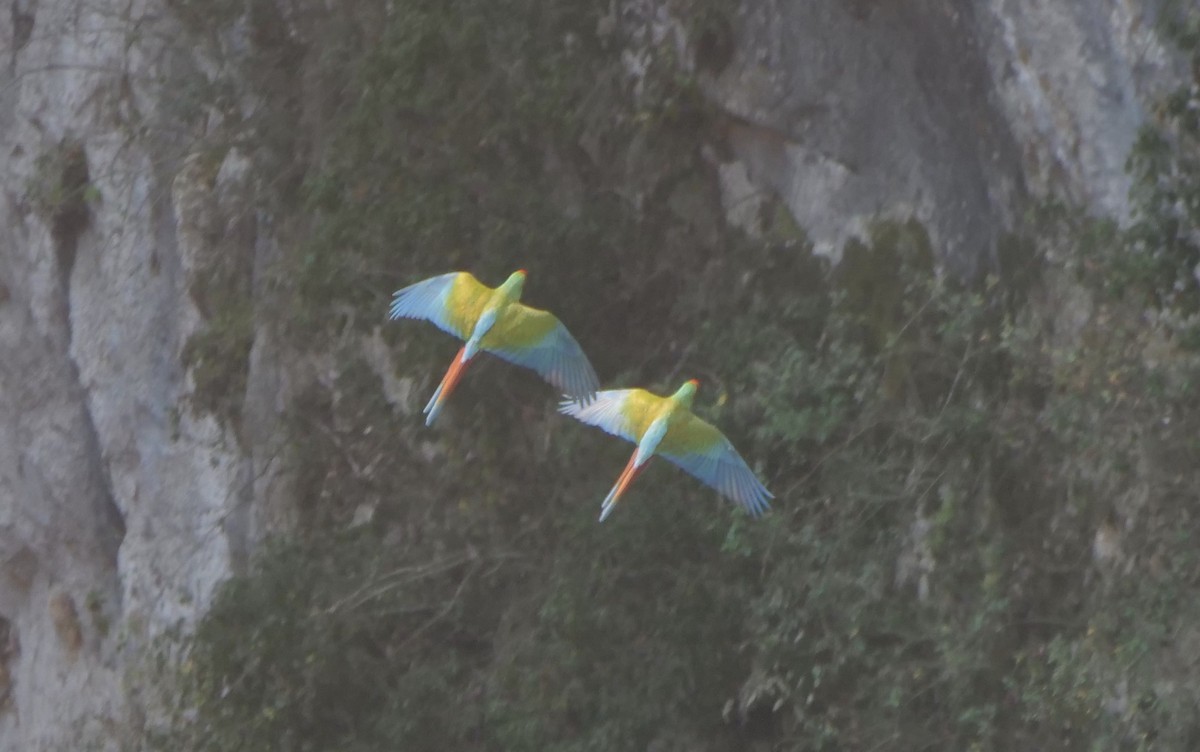 Military Macaw - ML568397851
