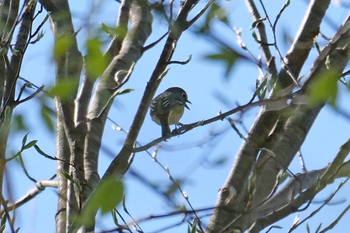 Blue-headed Vireo - ML568398121