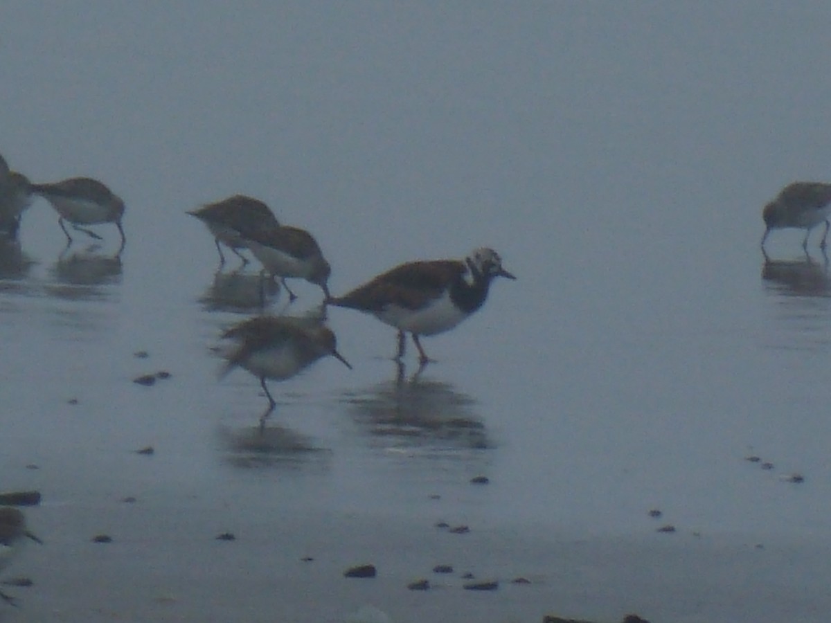 Ruddy Turnstone - ML56839981