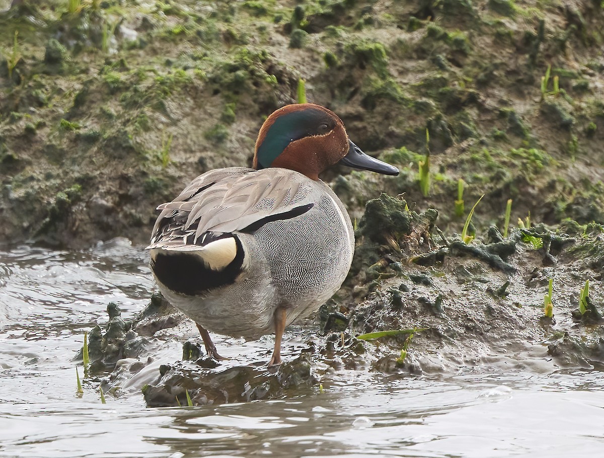 Green-winged Teal - ML568400101