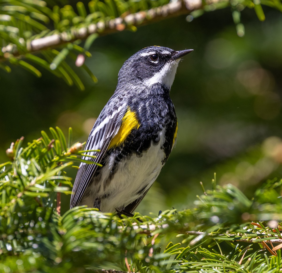 Yellow-rumped Warbler - ML568400261