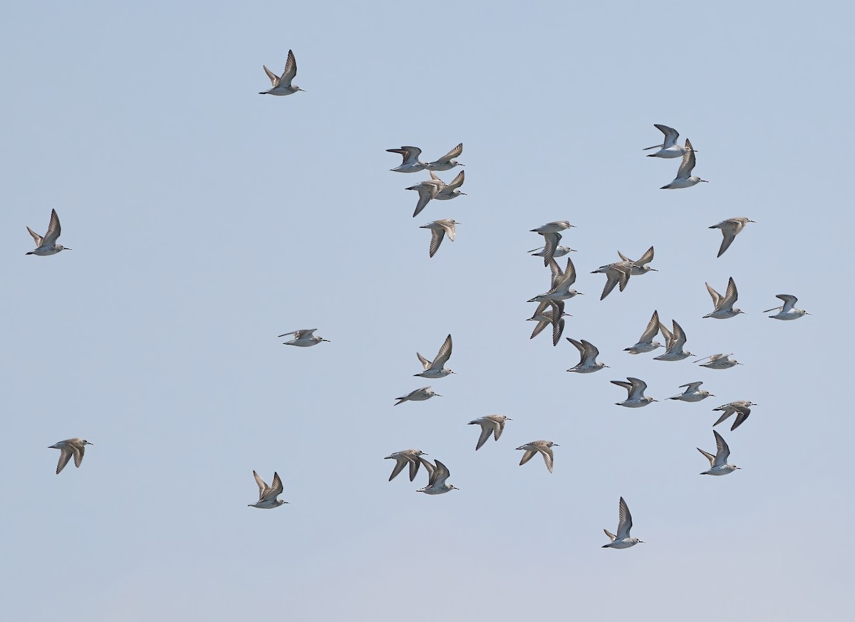 Western Sandpiper - ML568400301