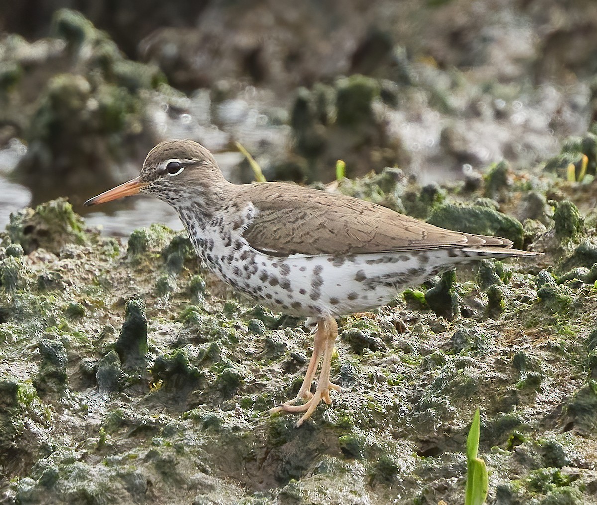 Spotted Sandpiper - ML568400511